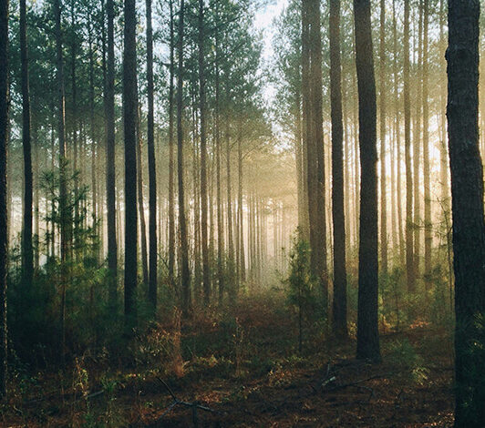 eudr-claves-cumplimiento